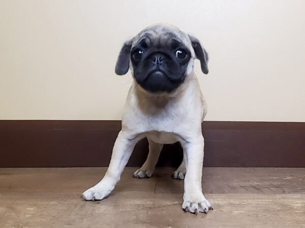 Pug DOG Female Fawn 15001 Petland Fairfield, Ohio