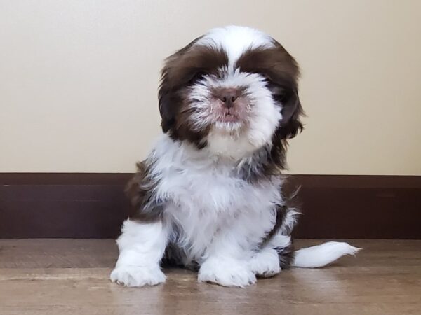 Shih Tzu DOG Male Chocolate & White 15000 Petland Fairfield, Ohio