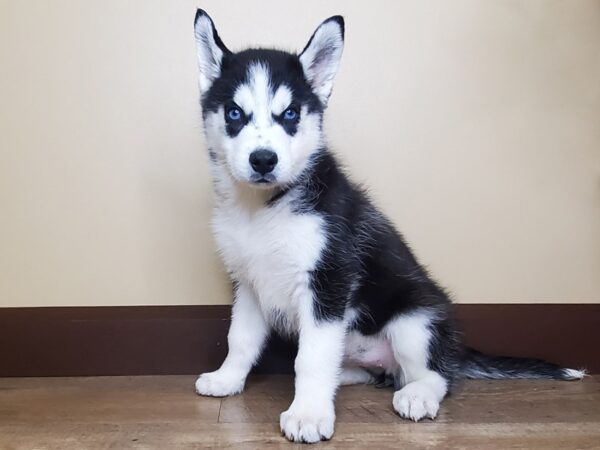 Siberian Husky DOG Female Black & White 14099 Petland Fairfield, Ohio