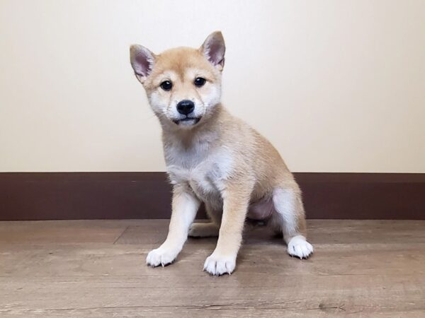 Shiba Inu DOG Female RED 14097 Petland Fairfield, Ohio