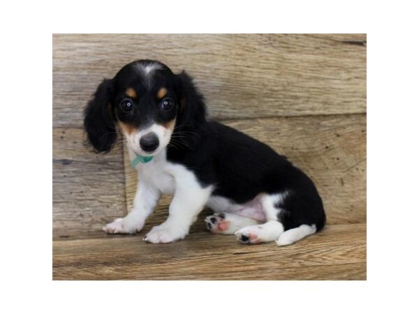 Dachshund-DOG-Female-Black / Tan-15012-Petland Fairfield, Ohio