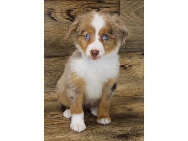 Miniature Australian Shepherd DOG Female Red Merle 15009 Petland Fairfield, Ohio