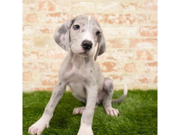 Great Dane DOG Male Blue Merlequin 15008 Petland Fairfield, Ohio