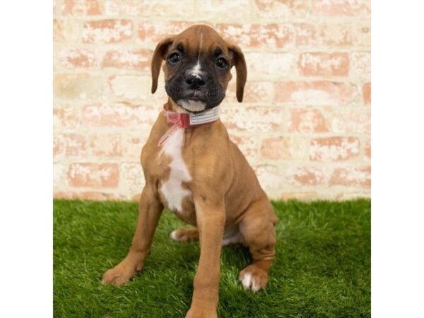 Boxer DOG Male Fawn / White 15007 Petland Fairfield, Ohio