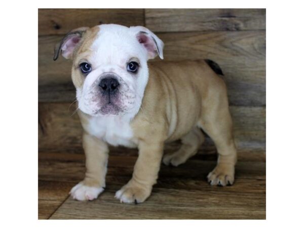 Bulldog DOG Male Fawn / White 15011 Petland Fairfield, Ohio