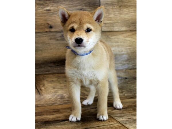 Shiba Inu DOG Male Red Sesame 15026 Petland Fairfield, Ohio