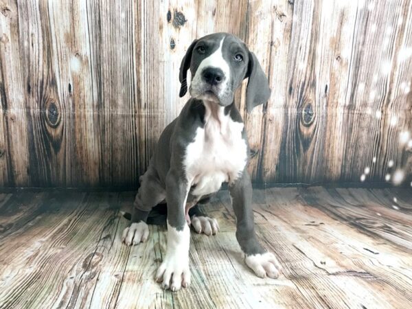 Great Dane DOG Male Blue/White 15031 Petland Fairfield, Ohio