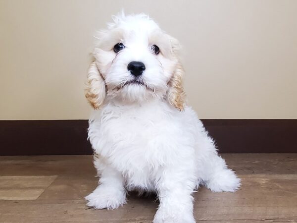 Cava Chon-DOG-Male-BLENHEIM-14073-Petland Fairfield, Ohio