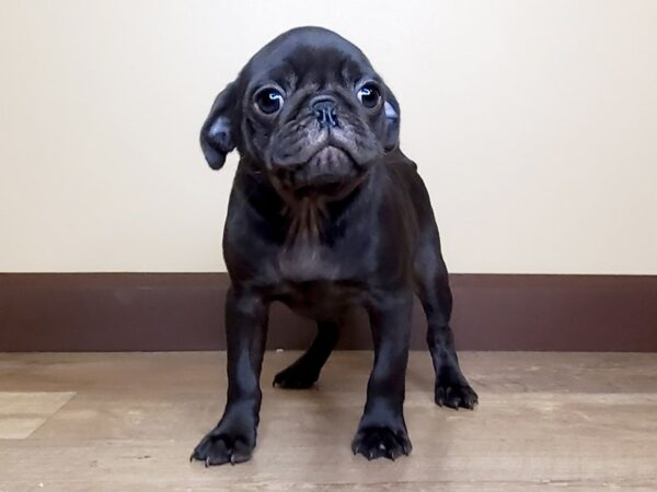 Pug DOG Male Black 14074 Petland Fairfield, Ohio