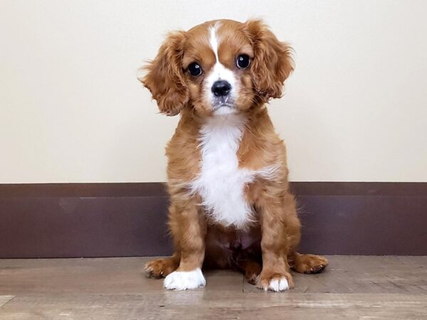 Cavalier King Charles Spaniel DOG Male Ruby 15003 Petland Fairfield, Ohio