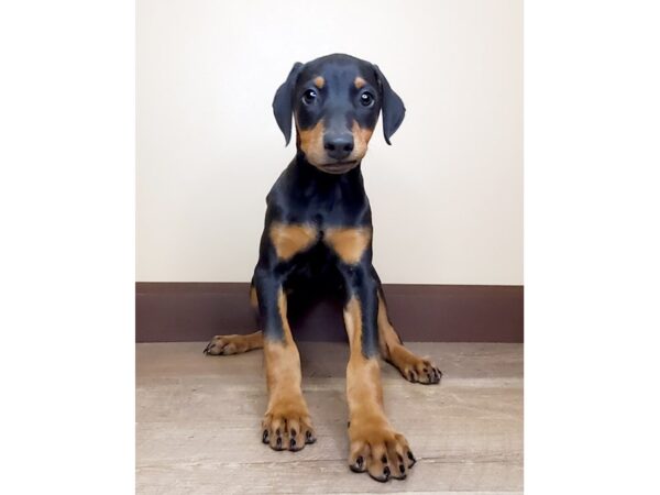 Doberman Pinscher DOG Female Black and Tan 15014 Petland Fairfield, Ohio