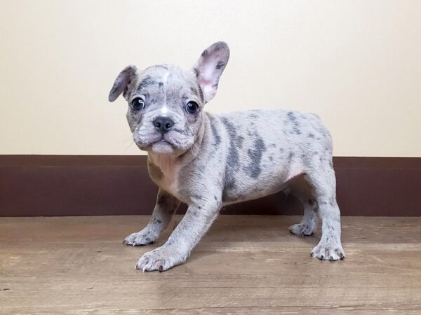 Frenchton DOG Male Blue Merle 15013 Petland Fairfield, Ohio