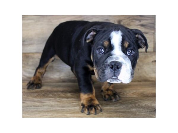 Bulldog DOG Male Black White / Tan 15023 Petland Fairfield, Ohio