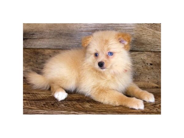 Pomeranian DOG Female Orange 15022 Petland Fairfield, Ohio