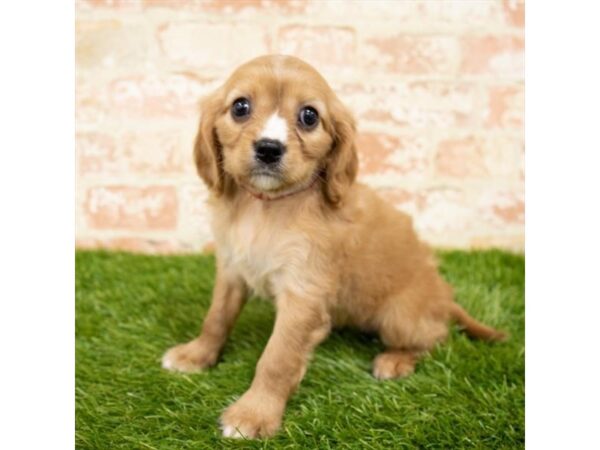 Cavalier King Charles Spaniel DOG Female Ruby 15025 Petland Fairfield, Ohio