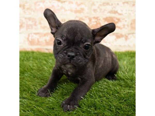 French Bulldog DOG Male Brindle 15024 Petland Fairfield, Ohio