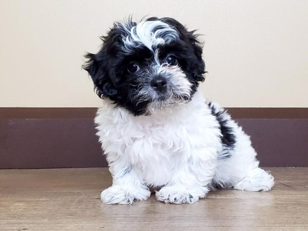 Shichon-DOG-Female-Black & White-15021-Petland Fairfield, Ohio