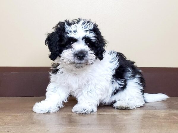 Shichon-DOG-Male-Black & White-15020-Petland Fairfield, Ohio