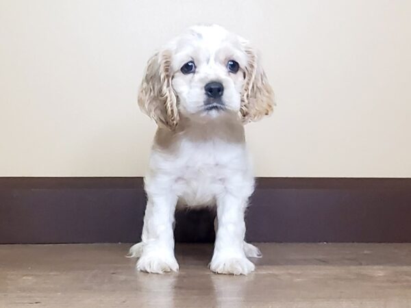 Cocker Spaniel DOG Male BUFF WHITE 15018 Petland Fairfield, Ohio