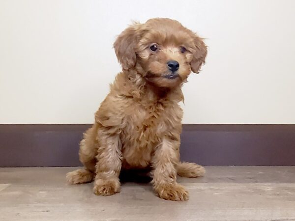 F2 MINI GOLDENDOODLE DOG Female Red 15017 Petland Fairfield, Ohio