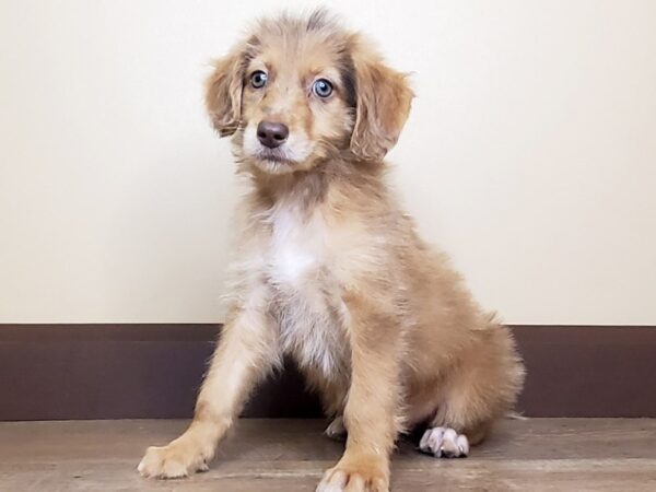 Aussiedoodle DOG Male Red Merle 15015 Petland Fairfield, Ohio