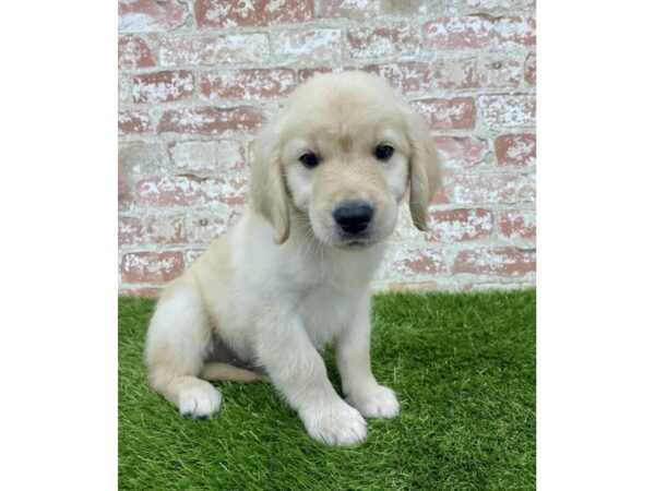 Golden Retriever DOG Male Golden 15030 Petland Fairfield, Ohio