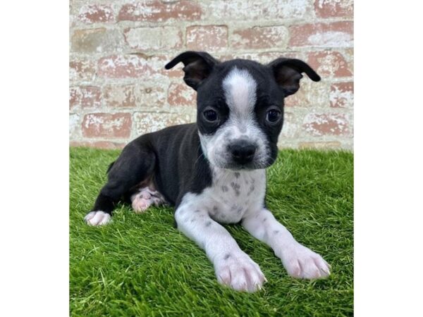 Boston Terrier DOG Male Black / White 15028 Petland Fairfield, Ohio