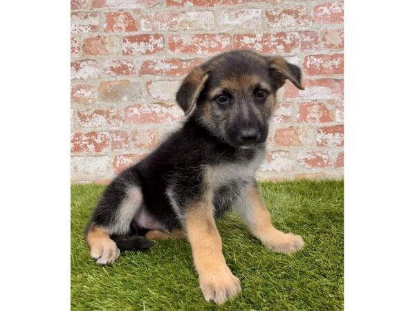 German Shepherd Dog DOG Male Black / Tan 15027 Petland Fairfield, Ohio