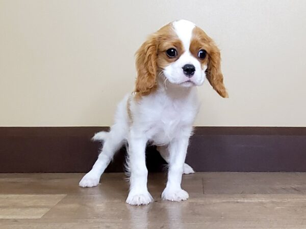 Cavalier King Charles Spaniel DOG Female Blenheim 15004 Petland Fairfield, Ohio