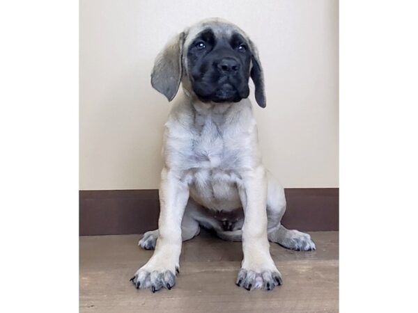 English Mastiff DOG Female Fawn 15029 Petland Fairfield, Ohio