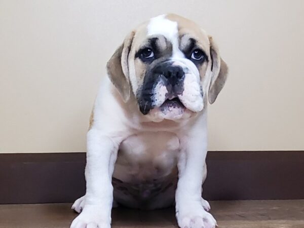 Victorian Bulldog DOG Male Tan and White 15032 Petland Fairfield, Ohio