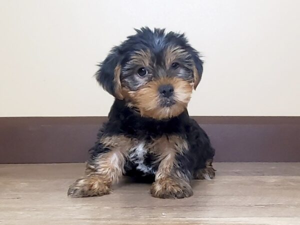 Yorkshire Terrier DOG Male Black and Tan 15034 Petland Fairfield, Ohio