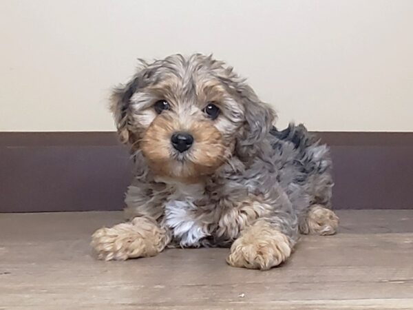 Yorkiepoo DOG Female Merle 15035 Petland Fairfield, Ohio