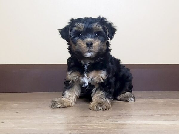 Yorkiepoo DOG Male Black and Tan 15036 Petland Fairfield, Ohio