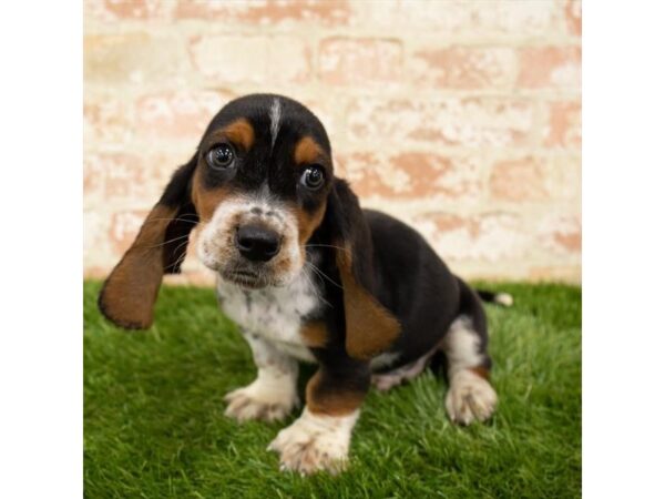 Basset Hound DOG Male Black White / Tan 15038 Petland Fairfield, Ohio