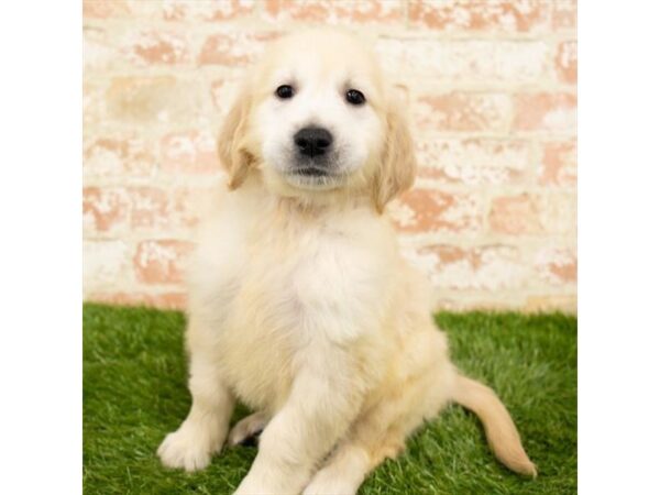 Golden Retriever DOG Male Golden 15039 Petland Fairfield, Ohio