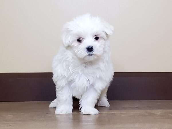 Maltese DOG Female WHITE 15042 Petland Fairfield, Ohio