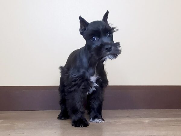 Miniature Schnauzer DOG Female BLK WHITE 15041 Petland Fairfield, Ohio