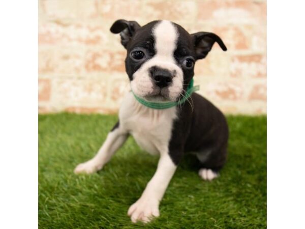 Boston Terrier DOG Female Black Brindle / White 15058 Petland Fairfield, Ohio