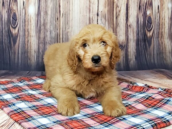 Goldendoodle DOG Female Dark Red 15044 Petland Fairfield, Ohio