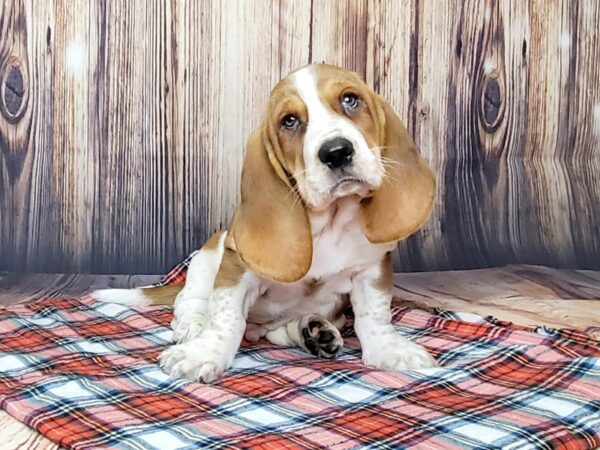 Basset Hound-DOG-Male-Fawn & White-15045-Petland Fairfield, Ohio