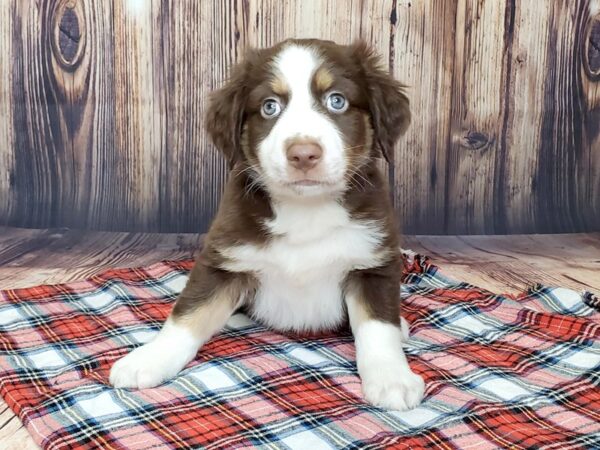 Mini Aussie DOG Male RED TRI 15046 Petland Fairfield, Ohio