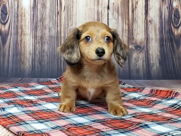 Dachshund DOG Male DAPPLE 15047 Petland Fairfield, Ohio