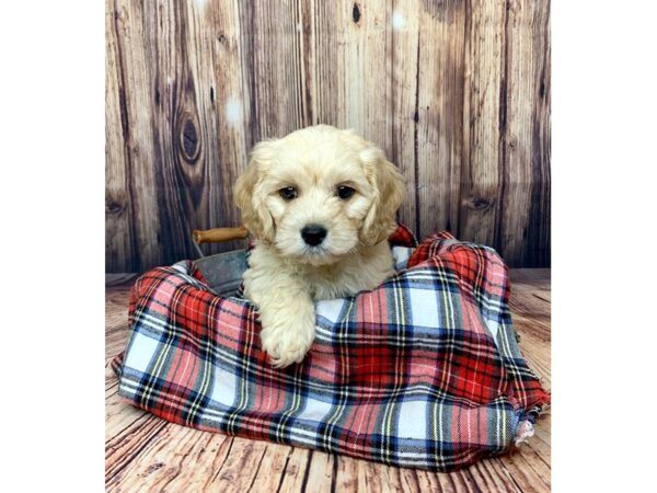 Cockachon-DOG-Male-BUFF-15048-Petland Fairfield, Ohio