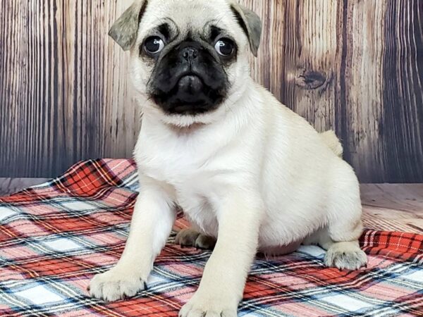 Pug DOG Female FAWN 15050 Petland Fairfield, Ohio