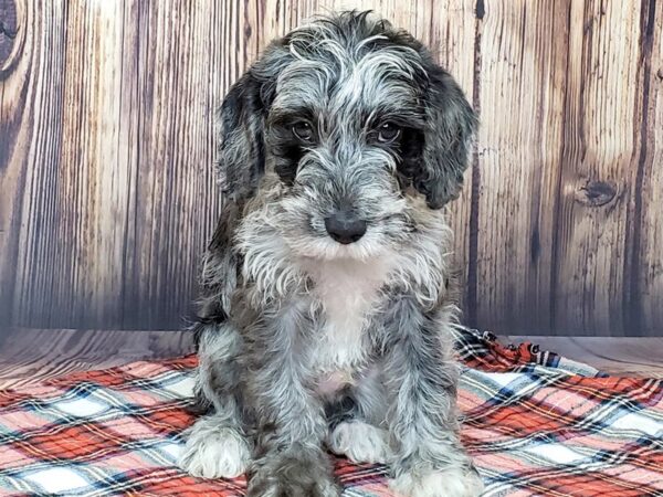 Snoodle-DOG-Male-BLUE MERLE-15051-Petland Fairfield, Ohio