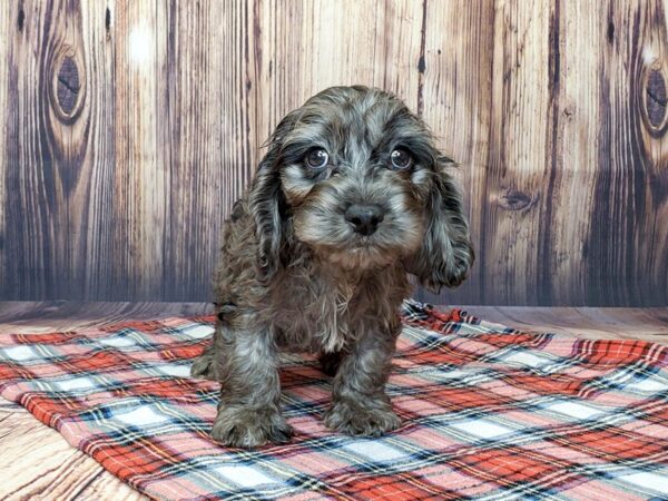 Cock A Poo-DOG-Male-BLUE MERLE-15049-Petland Fairfield, Ohio