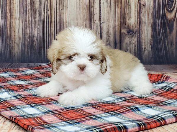 Teddy-DOG-Male-brown white-15052-Petland Fairfield, Ohio