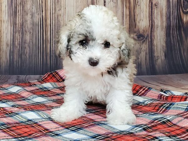 Poo Chon-DOG-Female-brown white-15053-Petland Fairfield, Ohio