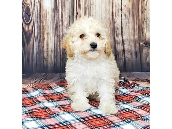 Poodle DOG Male APRICOT 15054 Petland Fairfield, Ohio